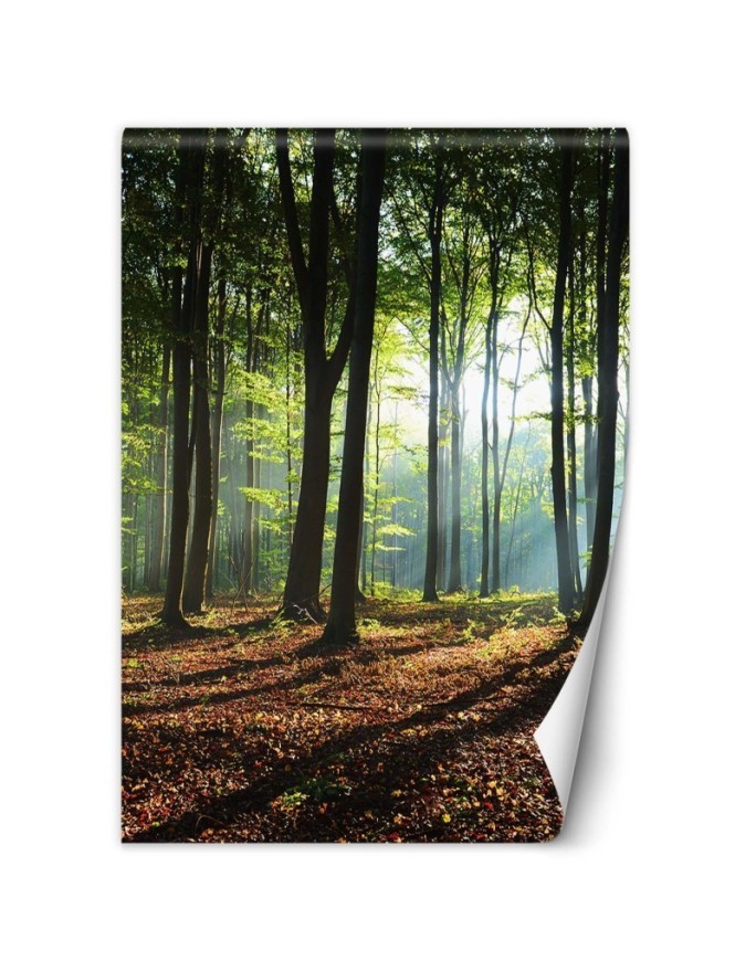 Wallpaper - Forest green sunrise nature | FEEBY