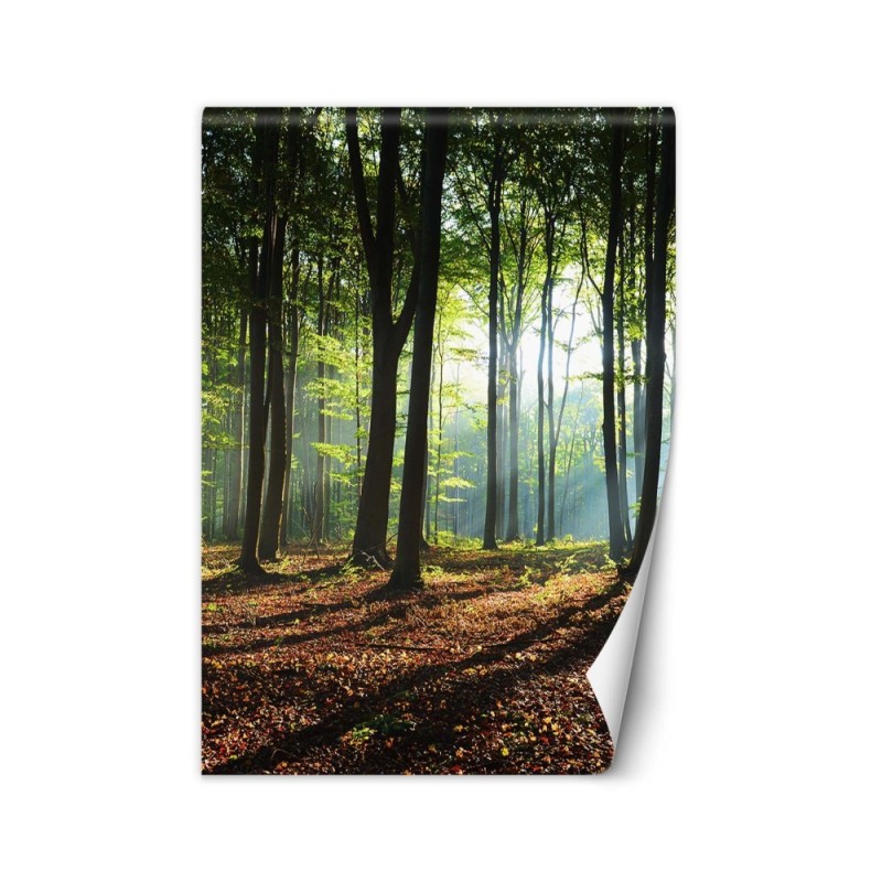 Wallpaper - Forest green sunrise nature | FEEBY