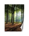 Wallpaper - Forest green sunrise nature | FEEBY