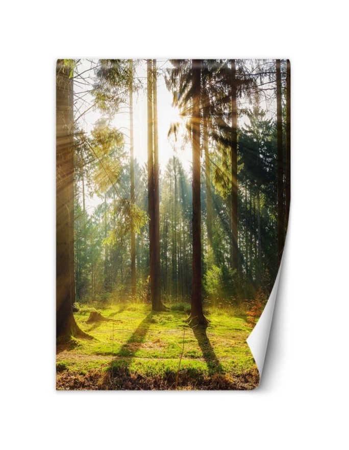 Modern wall mural - Forest of morning sunshine | FEEBY