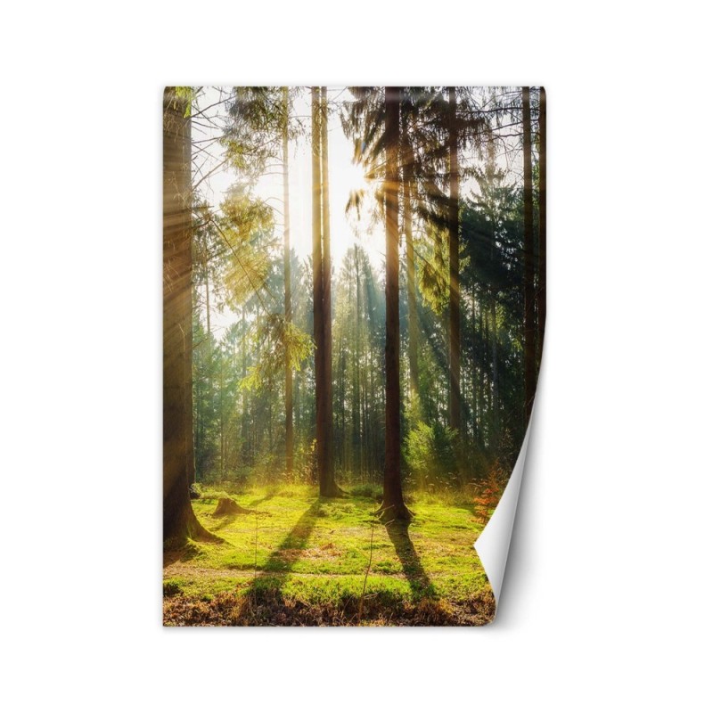 Modern wall mural - Forest of morning sunshine | FEEBY