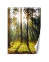 Modern wall mural - Forest of morning sunshine | FEEBY