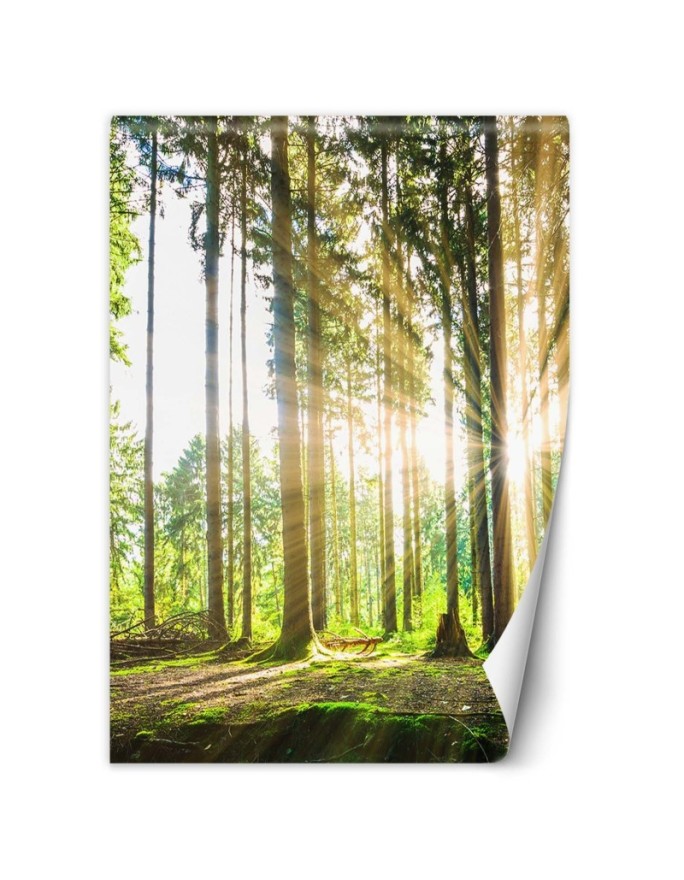 Wall mural Forest Sun...