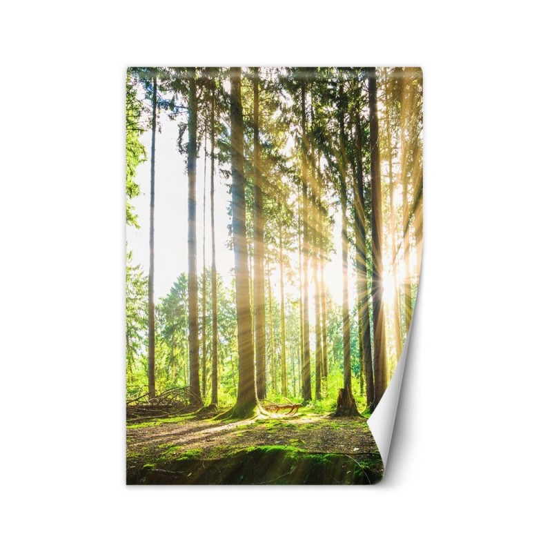 Modern wall mural - Forest sunshine | FEEBY