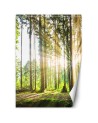 Modern wall mural - Forest sunshine | FEEBY