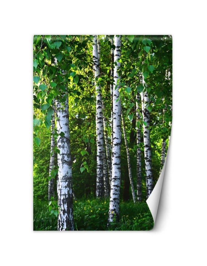 Fleece wall mural - Birch forest | FEEBY