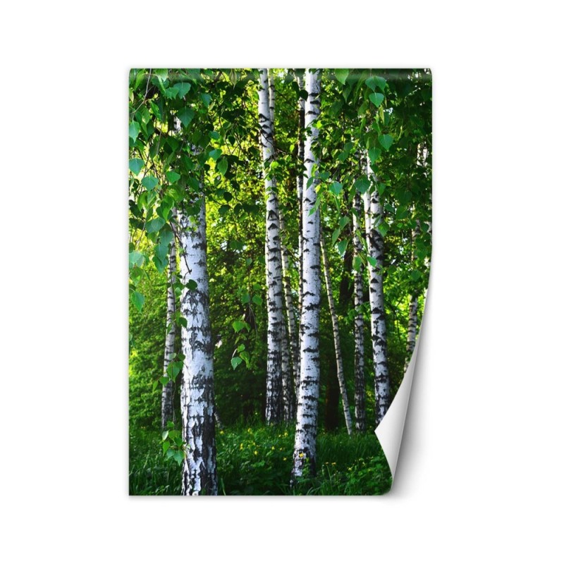 Fleece wall mural - Birch forest | FEEBY
