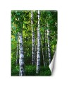 Fleece wall mural - Birch forest | FEEBY