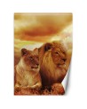 Animal Wallpapers - Couple of lions | FEEBY