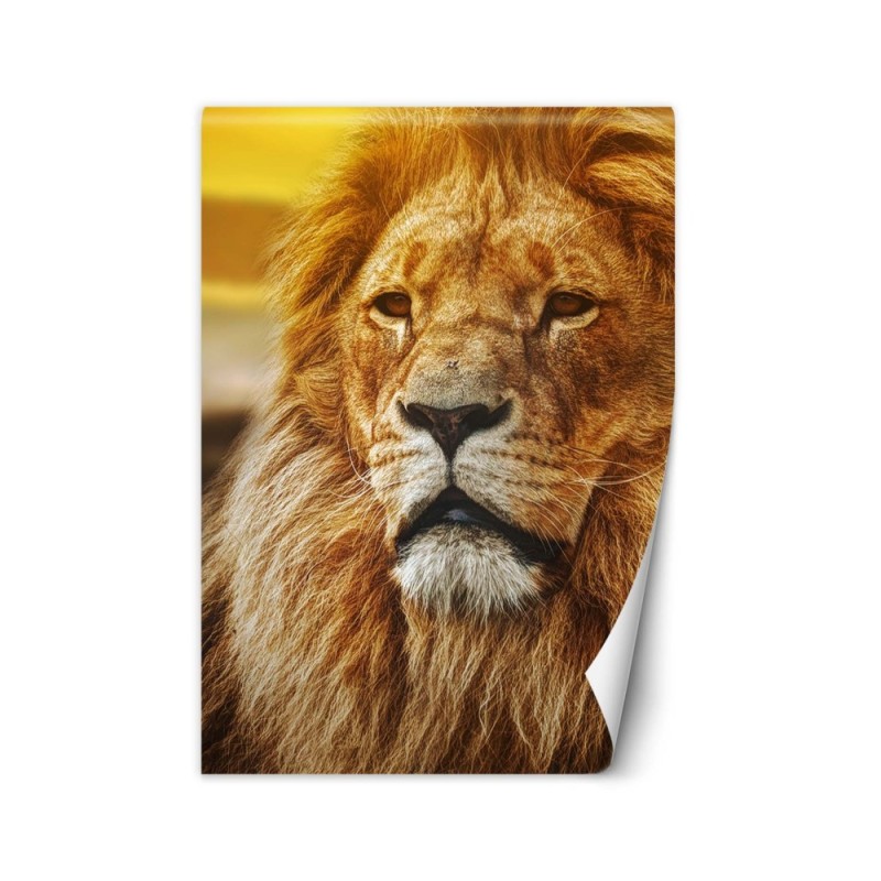 Animal wall murals - Portrait of a lion | FEEBY