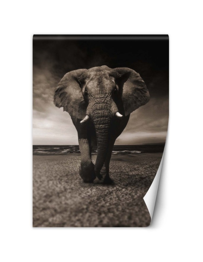 Trendy wall murals for living room - African elephant nature | FEEBY