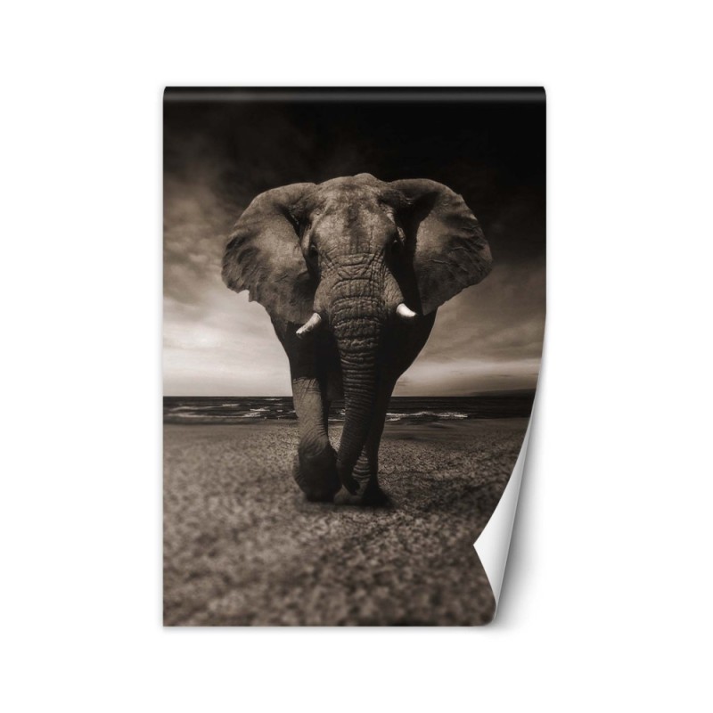Trendy wall murals for living room - African elephant nature | FEEBY