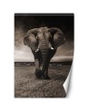 Trendy wall murals for living room - African elephant nature | FEEBY