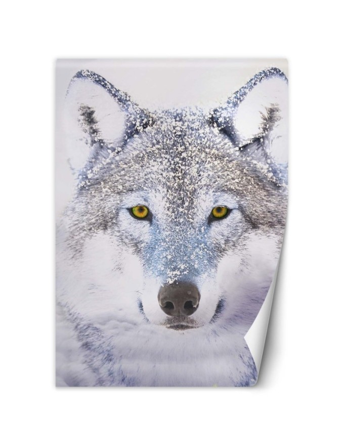 Wall mural - Portrait of a wolf in winter | FEEBY