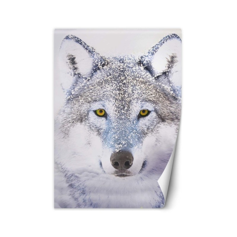 Wall mural - Portrait of a wolf in winter | FEEBY