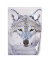 Wall mural - Portrait of a wolf in winter | FEEBY