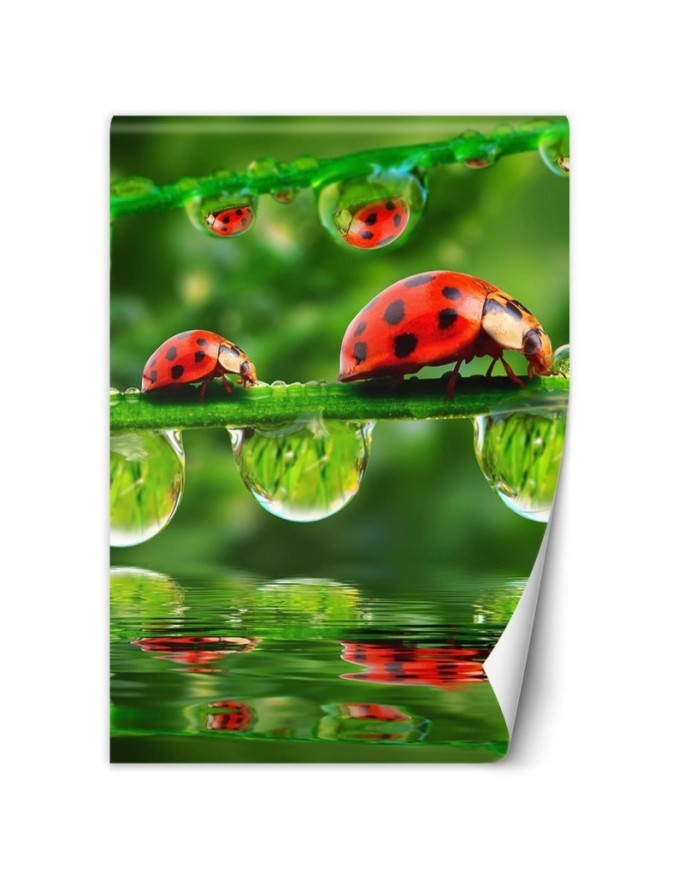 Nature wall murals - Ladybirds water droplets | FEEBY