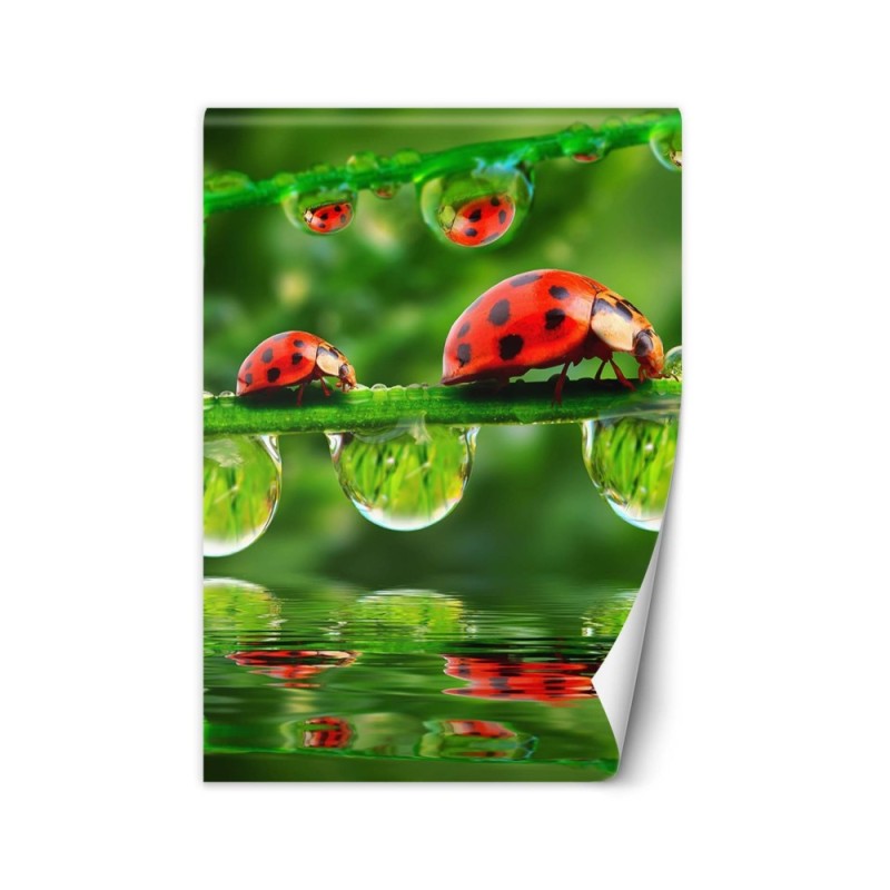 Nature wall murals - Ladybirds water droplets | FEEBY