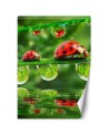 Nature wall murals - Ladybirds water droplets | FEEBY