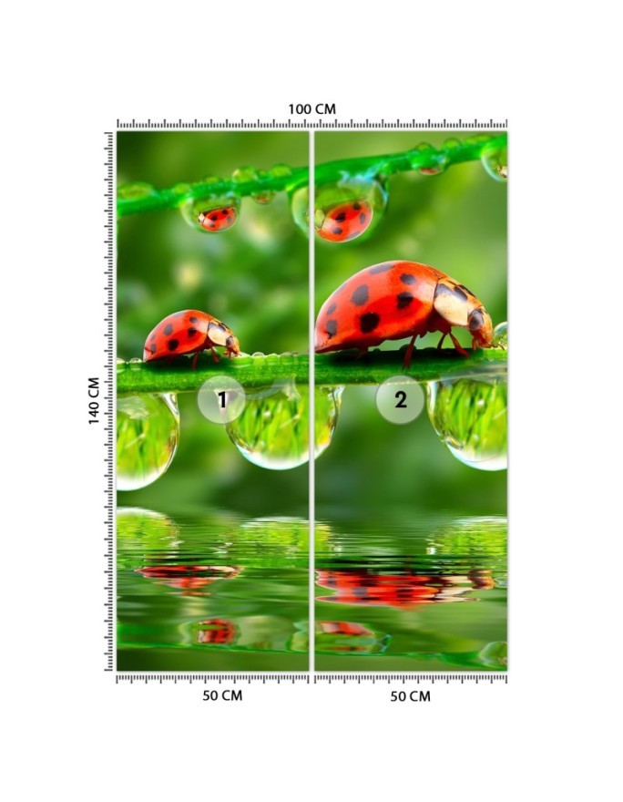 Nature wall murals - Ladybirds water droplets | FEEBY