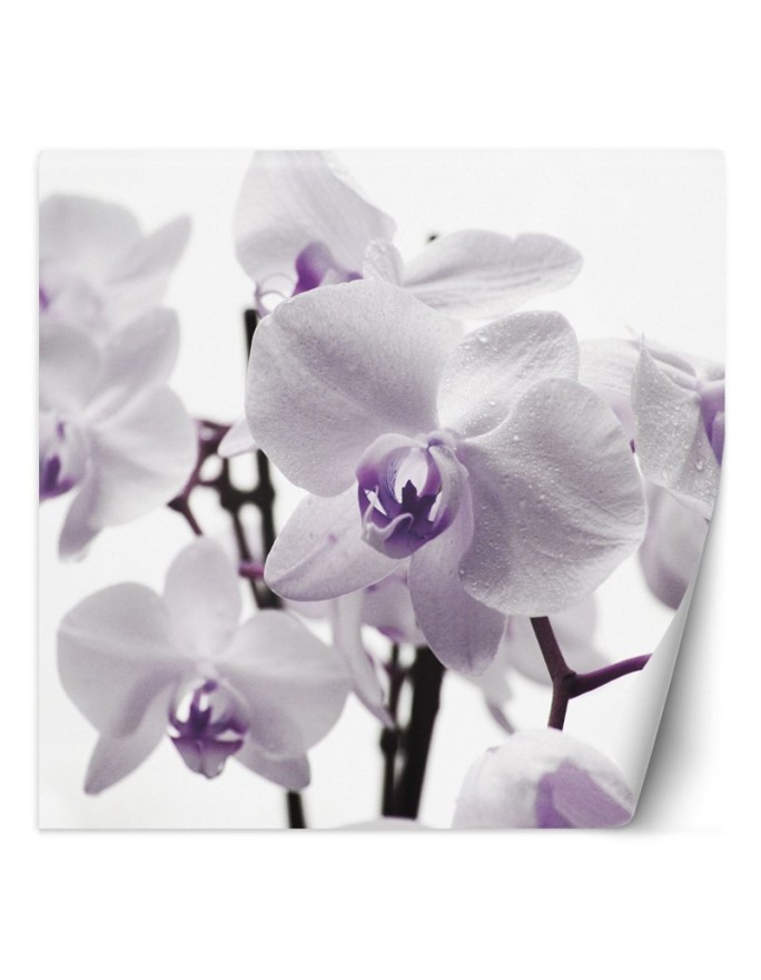 Wall mural Purple Orchid...