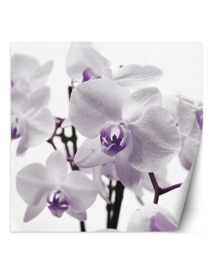 Wallpaper - Purple orchid with dew on petals | FEEBY