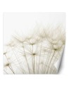Stylish Wallpaper - Puffer plants in white | FEEBY