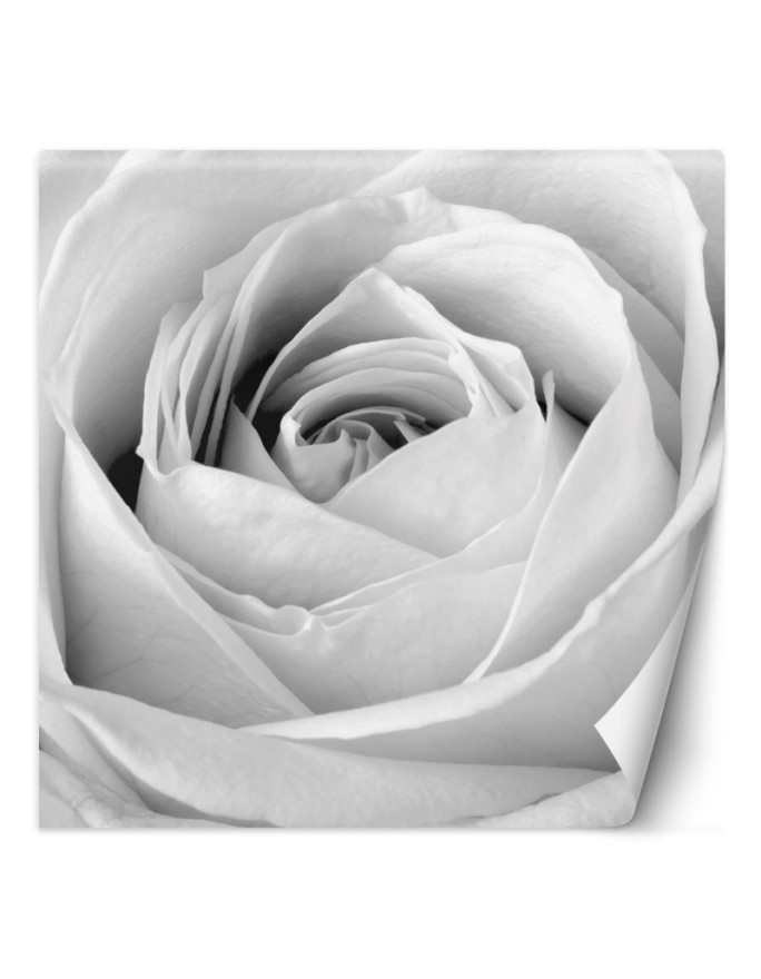 Decorative Wallpaper - White rose flower nature | FEEBY