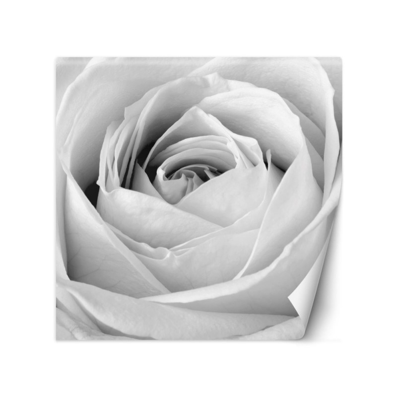 Decorative Wallpaper - White rose flower nature | FEEBY