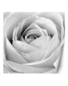 Decorative Wallpaper - White rose flower nature | FEEBY
