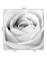 Decorative Wallpaper - White rose flower nature | FEEBY