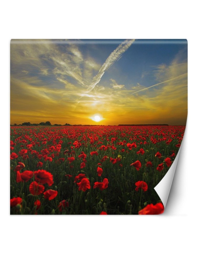 Wall mural Poppies Meadow...