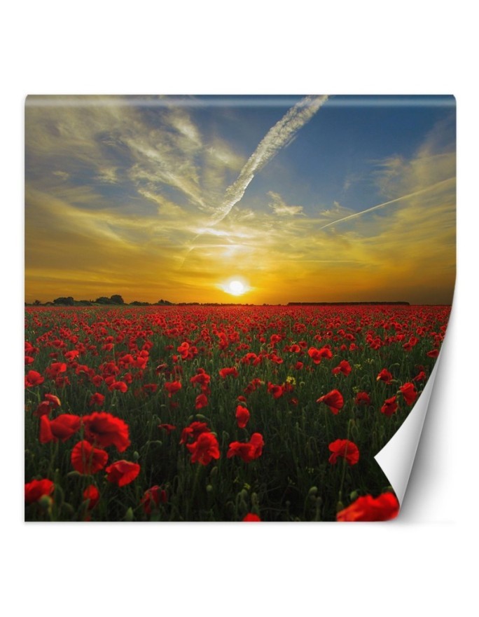 Wall mural - Poppies flowers meadow | FEEBY