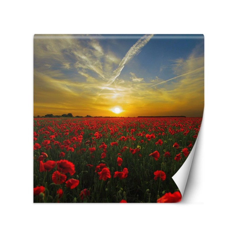 Wall mural - Poppies flowers meadow | FEEBY