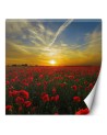 Wall mural - Poppies flowers meadow | FEEBY