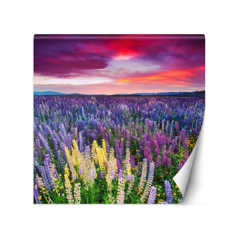 Beautiful Wallpaper - Heather flowers in a meadow | FEEBY