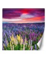 Beautiful Wallpaper - Heather flowers in a meadow | FEEBY