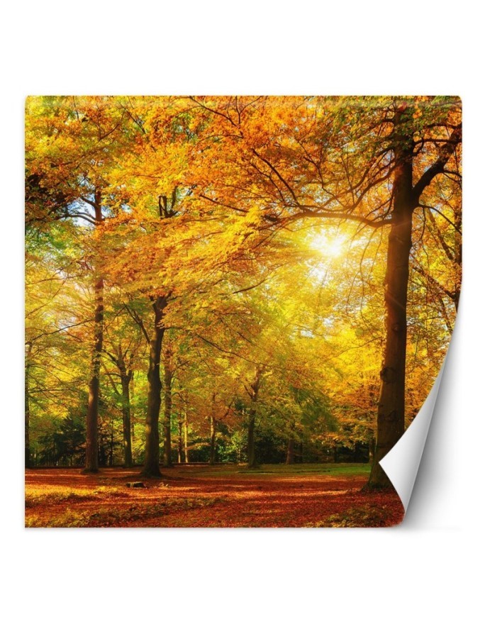 Stylish Wallpaper - Autumn forest in sunshine | FEEBY