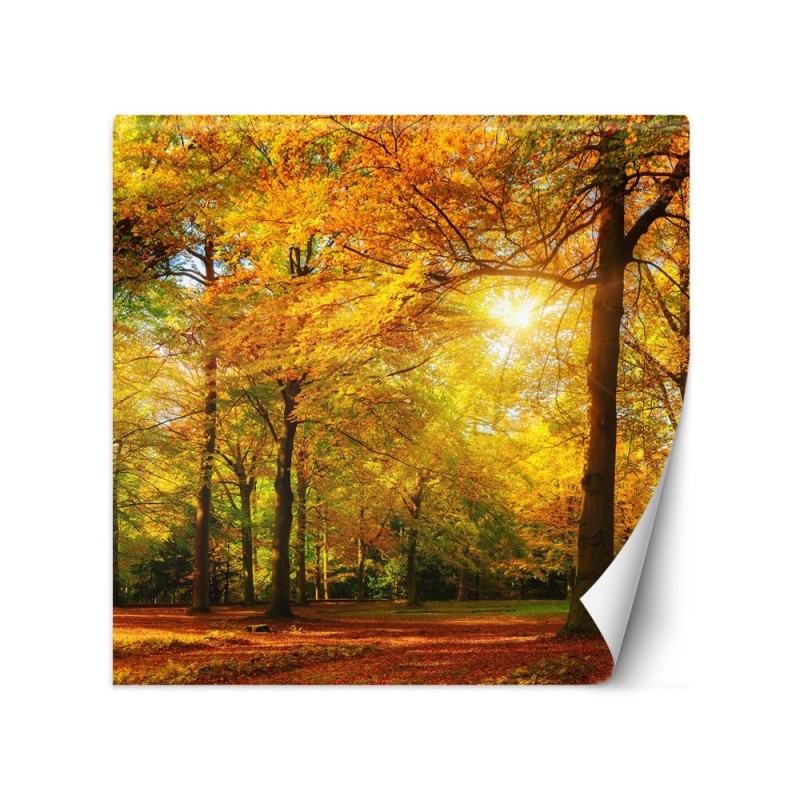 Stylish Wallpaper - Autumn forest in sunshine | FEEBY