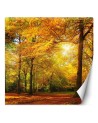 Stylish Wallpaper - Autumn forest in sunshine | FEEBY