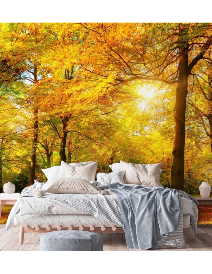 Stylish Wallpaper - Autumn forest in sunshine | FEEBY