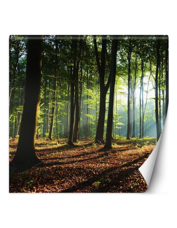 Wall mural Forest trees sun...