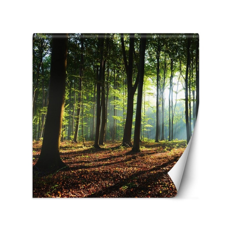 Wallpaper - Forest trees sunshine nature | FEEBY