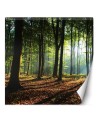 Wallpaper - Forest trees sunshine nature | FEEBY