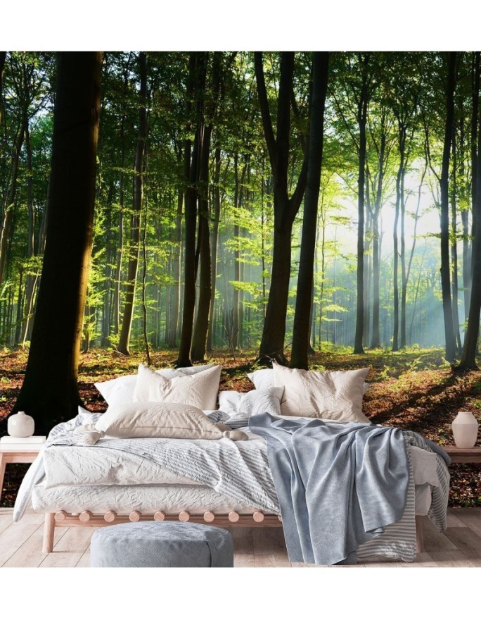 Wallpaper - Forest trees sunshine nature | FEEBY