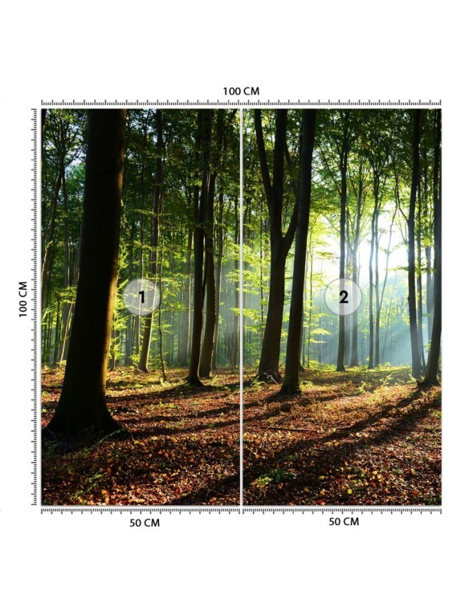 Wallpaper - Forest trees sunshine nature | FEEBY