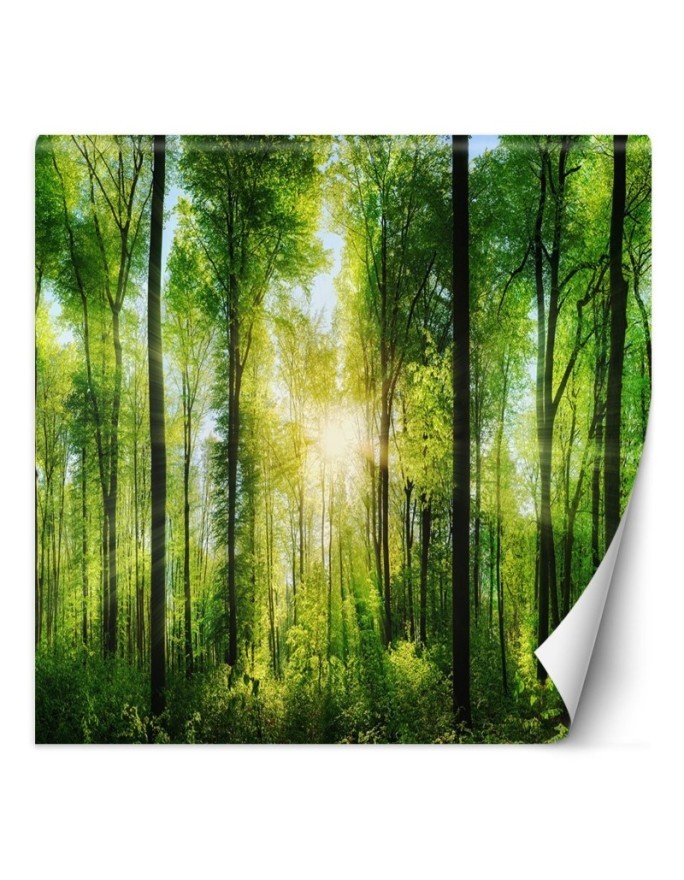 Photo wall mural - Forest of trees sunshine nature | FEEBY