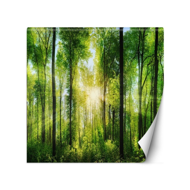 Photo wall mural - Forest of trees sunshine nature | FEEBY