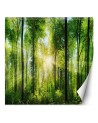 Photo wall mural - Forest of trees sunshine nature | FEEBY