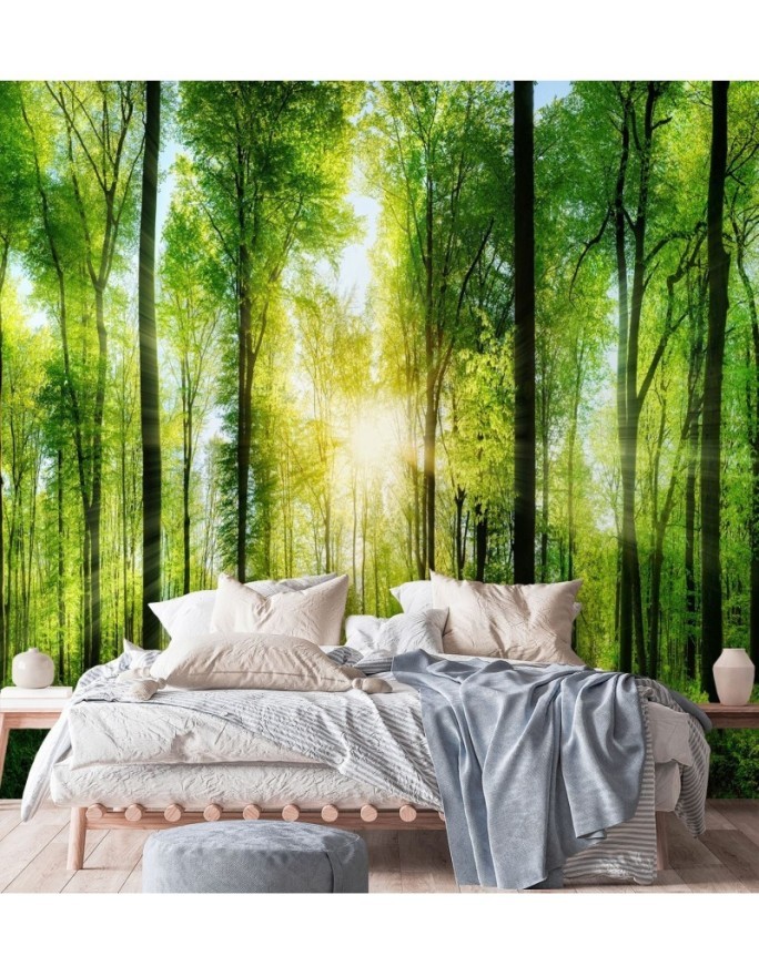 Photo wall mural - Forest of trees sunshine nature | FEEBY